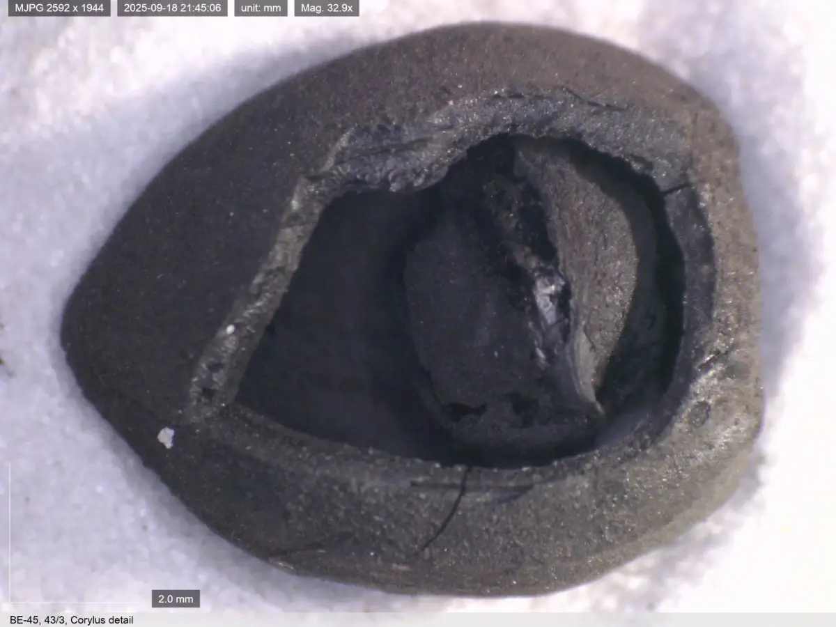 kutahyada 4 bin yillik nohut ve 8 bin 600 yillik ekmek buluntulari drIuDUtO