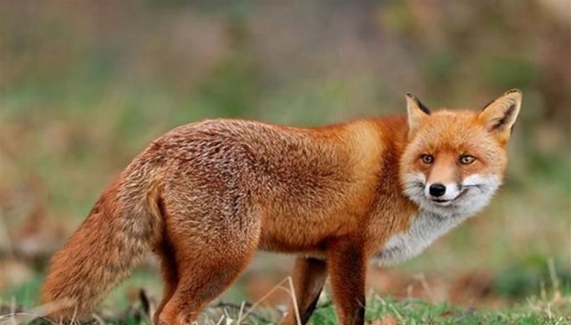 malatyada yaban hayvanlari havadan asilanacak 9xSamj4l