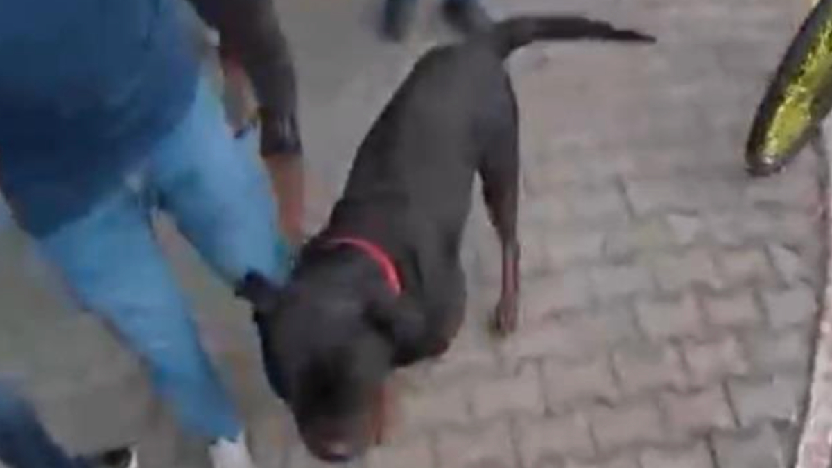 mersinde agizliksiz dolastirilan kopek 2 kisiyi yaraladi sahibine idari para cezasi kesildi js3lMfzs.jpg