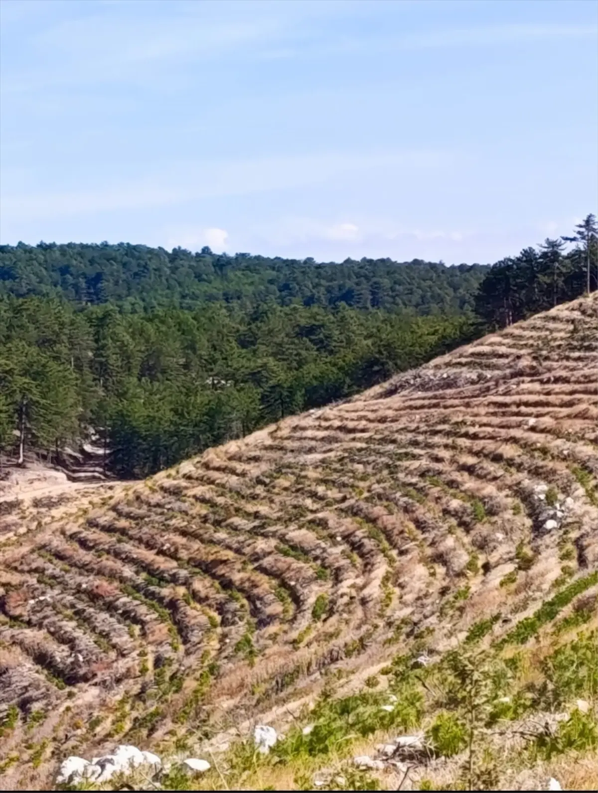 nallihanda yangin sonrasi 2 milyon fidan dikildi laD1tncq