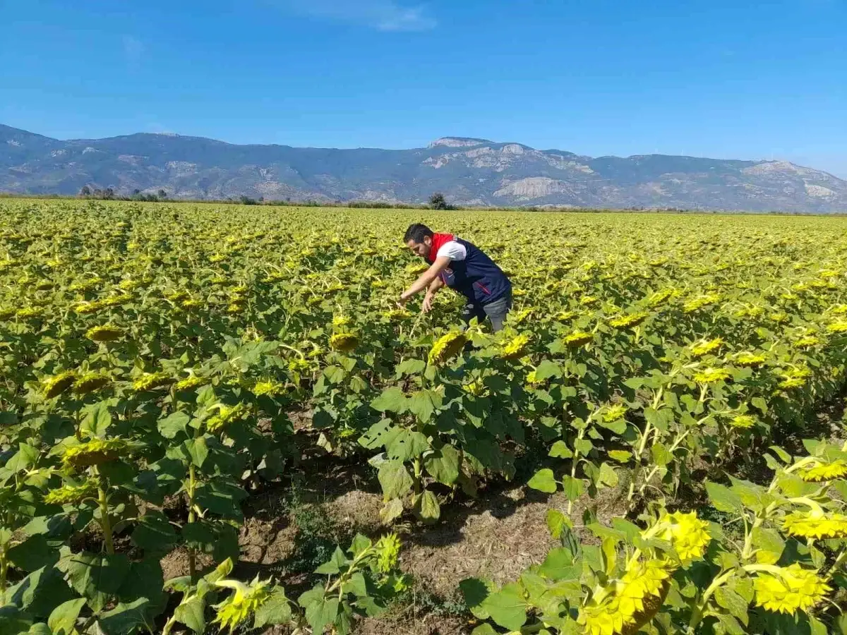 soke tarim mudurlugu 2025 desteklemeleri icin pamuk ve aycicegi saha calismalari yuruttu 2yOgYnxV.jpg