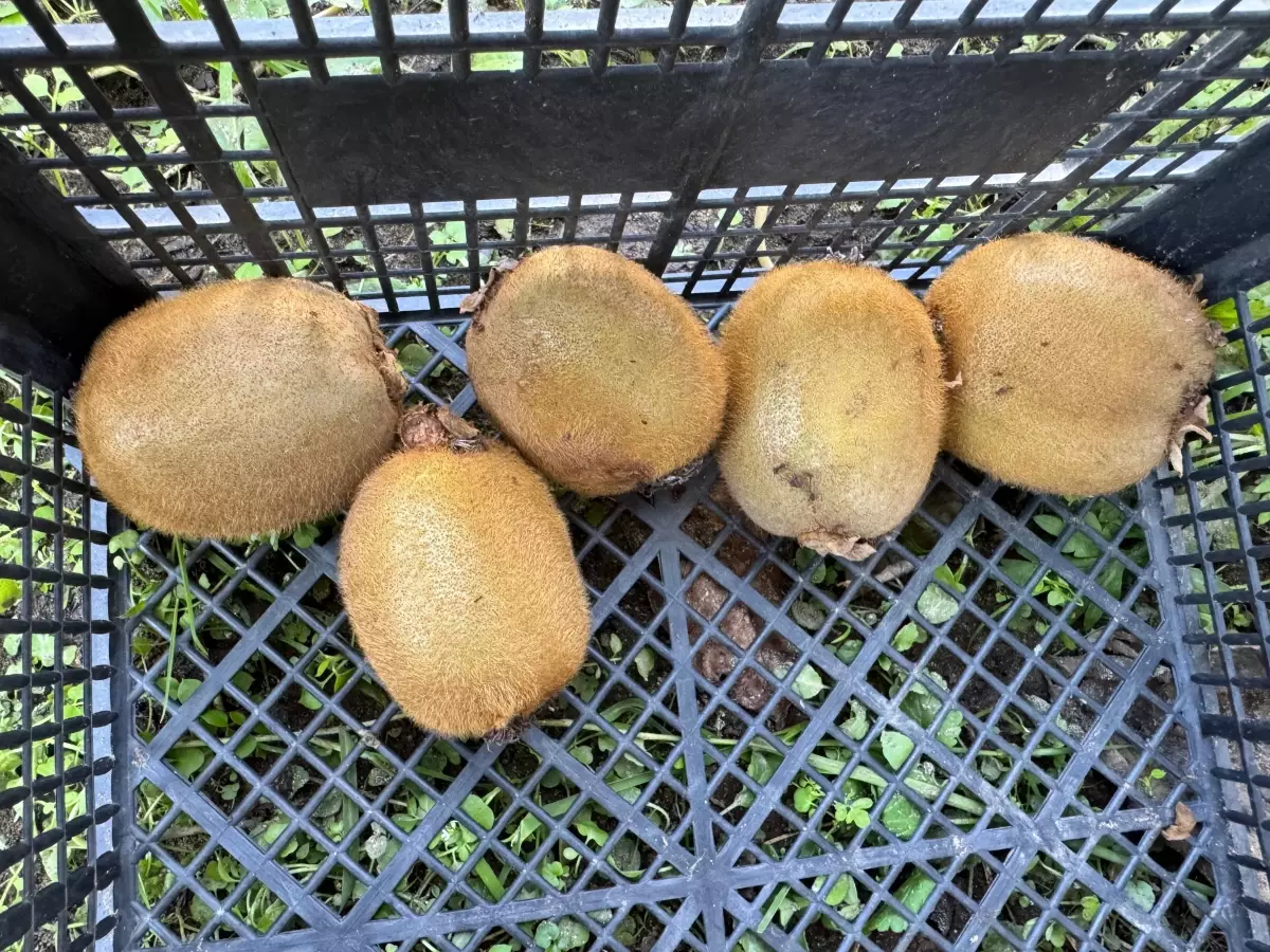 kivi hasadinda erken mudahale uyarisi 5EYfyYwR.jpg