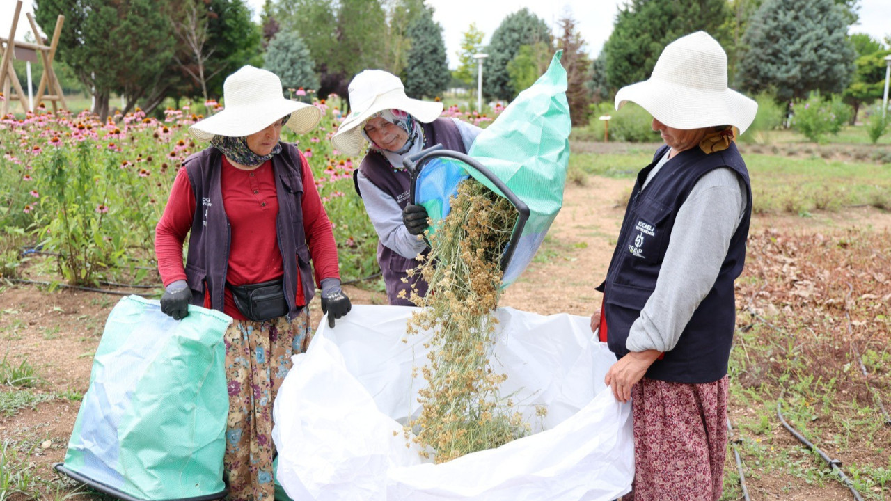 Haber gorseli