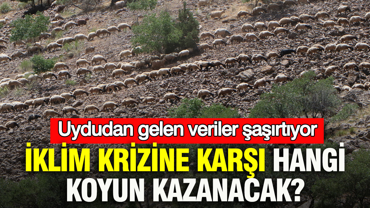 İklim krizine karşı hangi koyun kazanacak? Uydudan gelen veriler ne söylüyor?